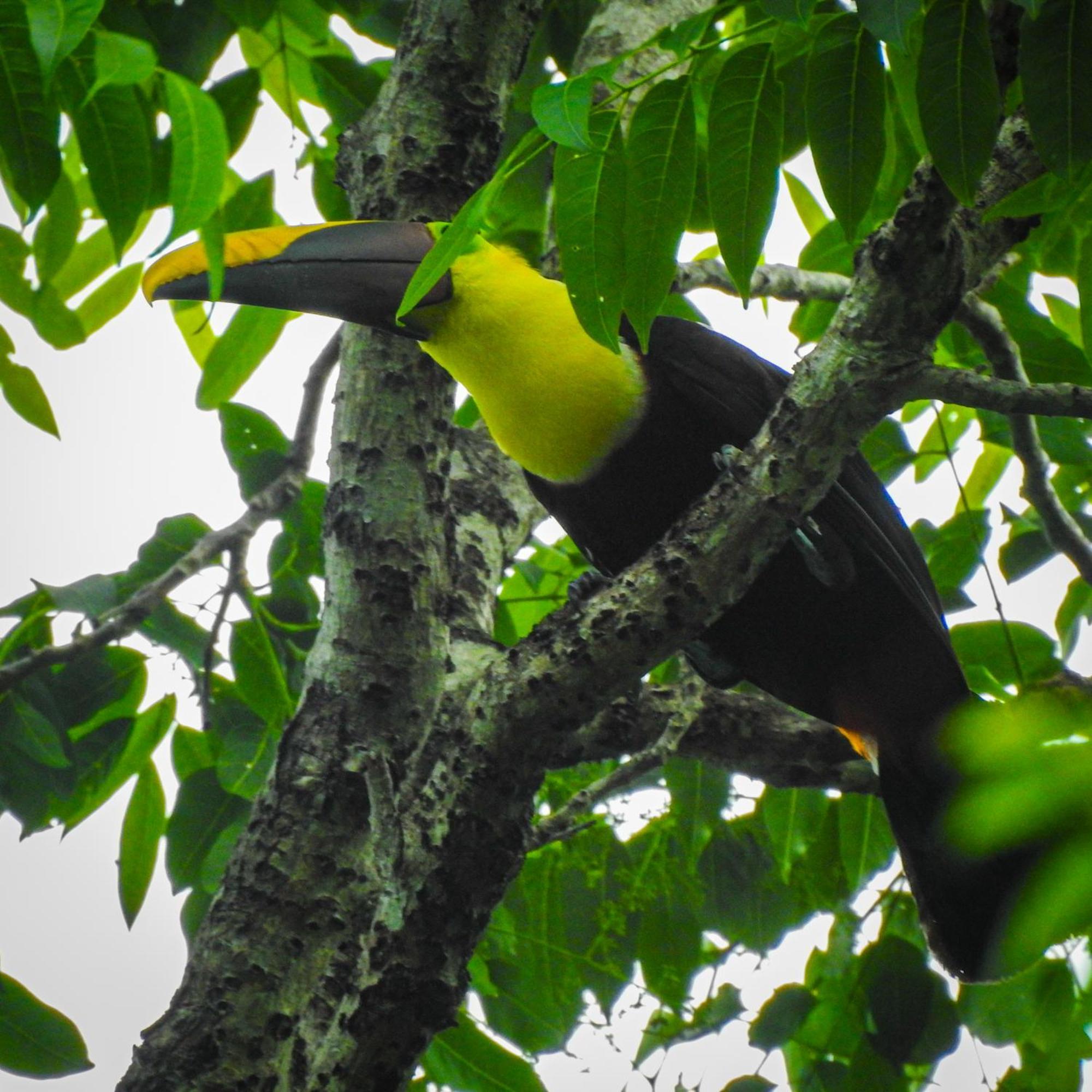 Selva Color - Forest & Beach Ecolodge Quebrada Ganado Екстер'єр фото