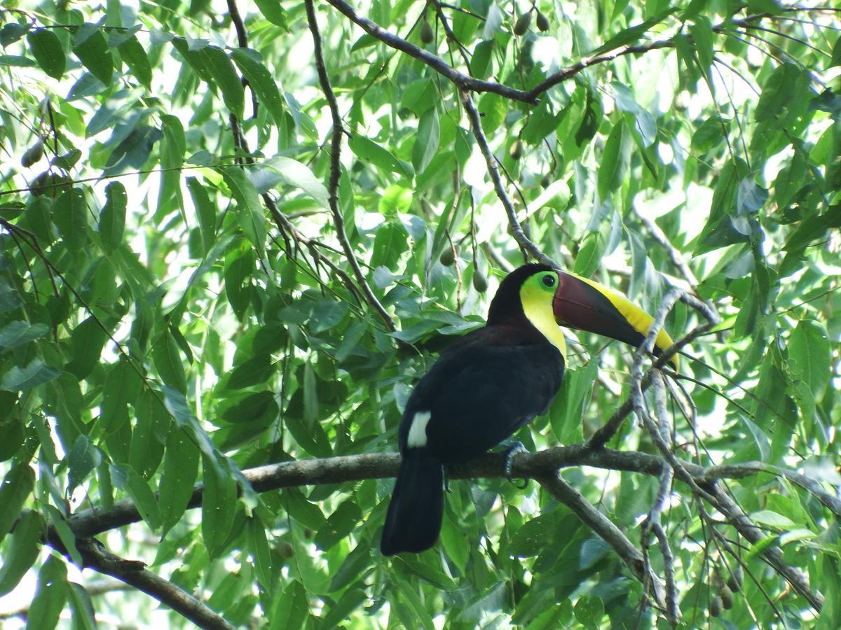 Selva Color - Forest & Beach Ecolodge Quebrada Ganado Екстер'єр фото