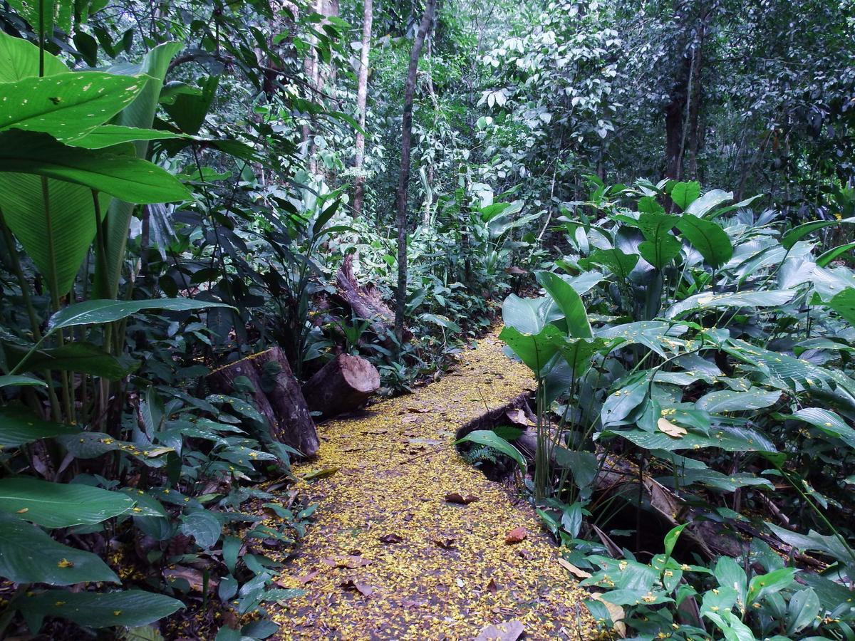 Selva Color - Forest & Beach Ecolodge Quebrada Ganado Екстер'єр фото
